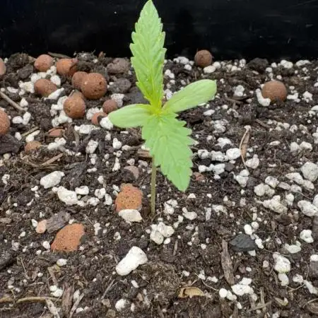 Divine Seeds - Auto Moon Rock