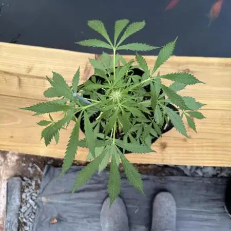 Divine Seeds - Auto Moon Rock