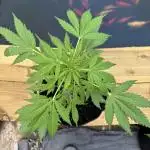 Divine Seeds - Auto Northern Lights