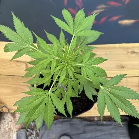 Divine Seeds - Auto Northern Lights