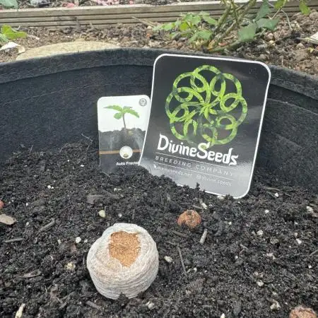 Divine Seeds - Auto Fractal