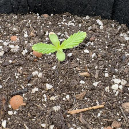 Divine Seeds - Auto Northern Lights
