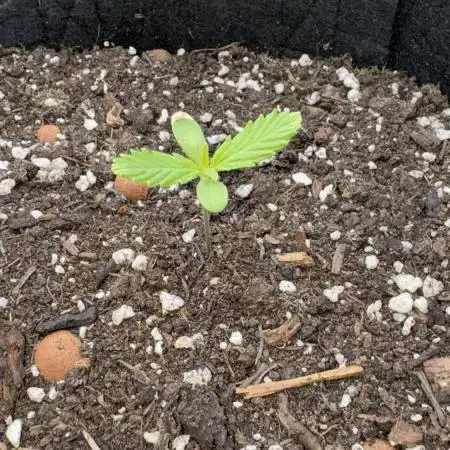 Divine Seeds - Auto Northern Lights