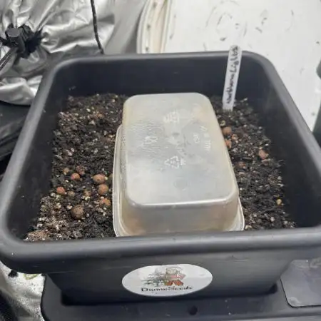 Divine Seeds - Auto Northern Lights