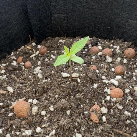 Divine Seeds - Auto Fractal