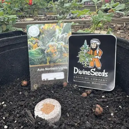 Divine Seeds - Auto Northern Lights