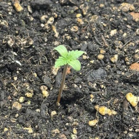 Divine Seeds - Auto Northern Lights