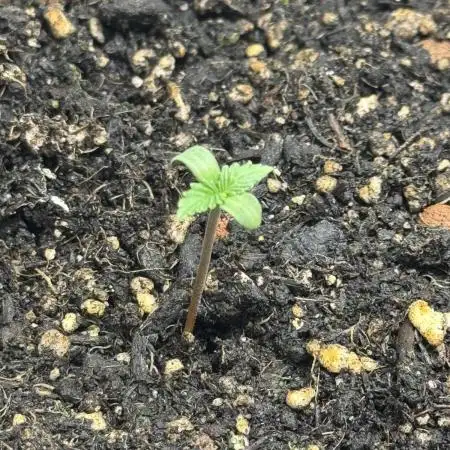 Divine Seeds - Auto Northern Lights