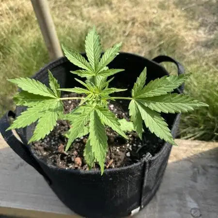 Divine Seeds - Auto Northern Lights
