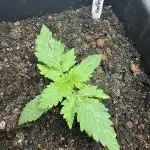 Divine Seeds - Auto Northern Lights