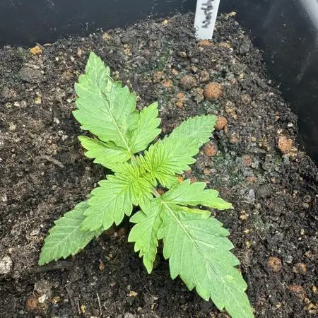 Divine Seeds - Auto Northern Lights