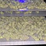 Purple City Genetics NEW Boppers, Gush mints 1:1,Fresh Pressed Runtz
