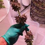 MIMOSA X ORANGE PUNCH Barneys Farm New