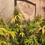 2025 Cali Gas OG