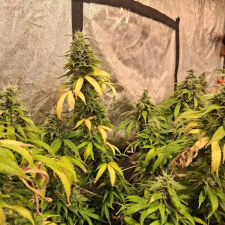 2025 Cali Gas OG