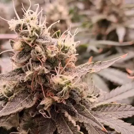 2025 Cali Gas OG