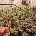 2025 Cali Gas OG