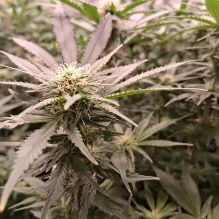 2025 Cali Gas OG
