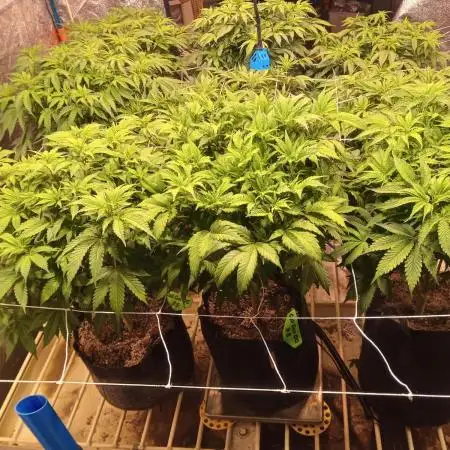 2025 Cali Gas OG