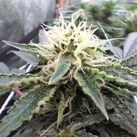 2025 Cali Gas OG