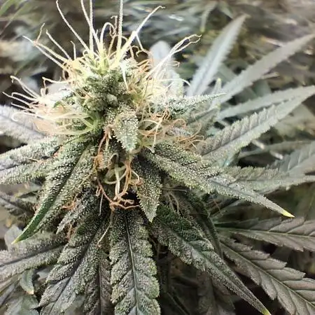 2025 Cali Gas OG