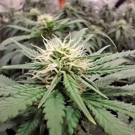 2025 Cali Gas OG