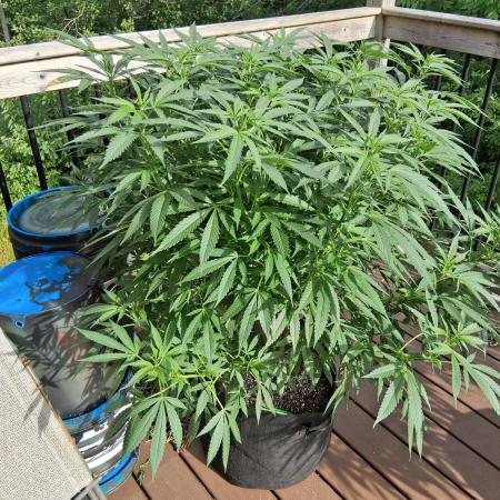 2025 - Black Jack