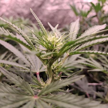 2025 Cali Gas OG