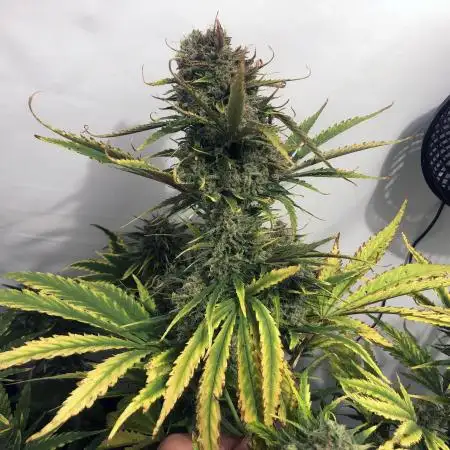 Super Boof Auto
