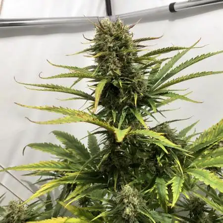 Super Boof Auto
