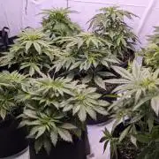 RQS - Autoflower grow - Super Soil
