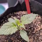 RQS - Autoflower grow - Super Soil