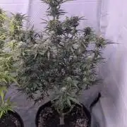 RQS - Autoflower grow - Super Soil