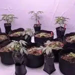 RQS - Autoflower grow - Super Soil