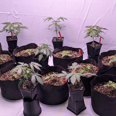 RQS - Autoflower grow - Super Soil