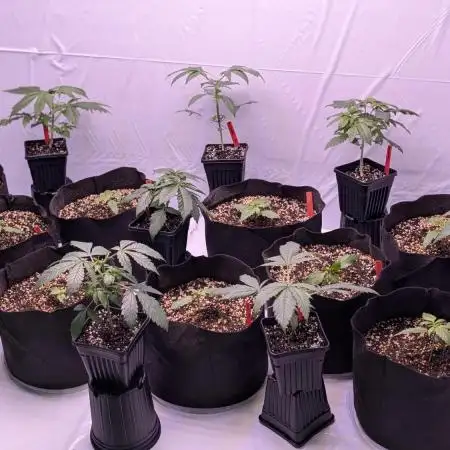 RQS - Autoflower grow - Super Soil