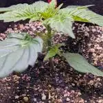 RQS - Autoflower grow - Super Soil