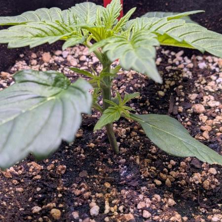 RQS - Autoflower grow - Super Soil