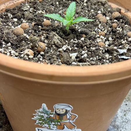 🌕 Auto Moon Rock 🌕 - Divine Seeds