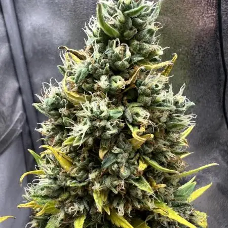 Auto Black Opium by Divine Seeds