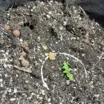 Auto Divine Rapier - Divine Seeds