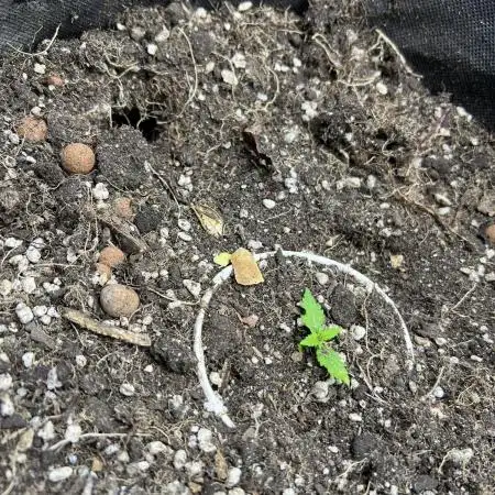 Auto Divine Rapier - Divine Seeds