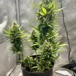 Auto Black Opium by Divine Seeds