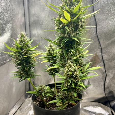 Auto Black Opium by Divine Seeds