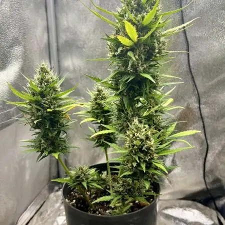 Auto Black Opium by Divine Seeds