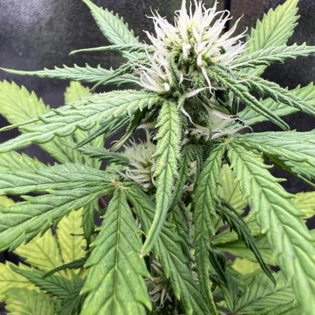 👑RQS 👑- Quick One - auto