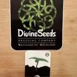 Auto Black Opium by Divine Seeds