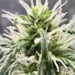 Auto Black Opium by Divine Seeds