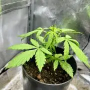 👑RQS 👑- Quick One - auto