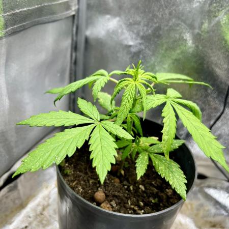 👑RQS 👑- Quick One - auto